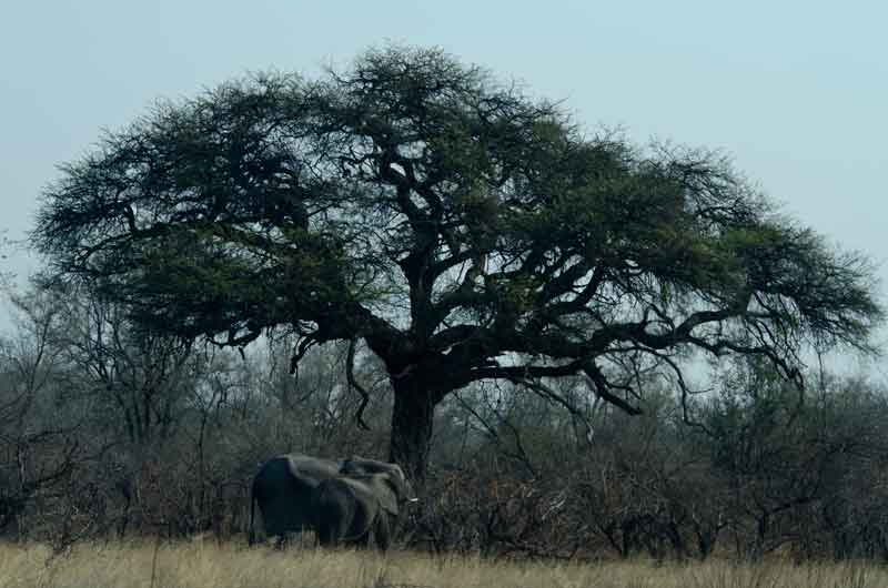 46 - Namibia - elefantes - parque nacional de Bwabwata